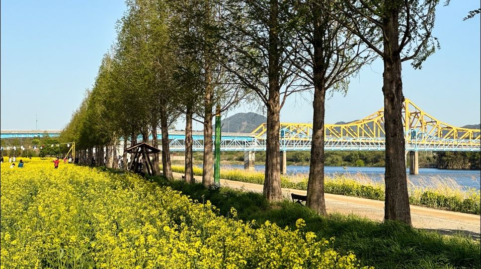 창녕 유채꽃축제.낙동강 유채축제_2023년.행사안내