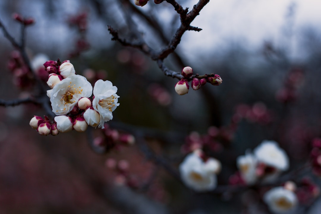 plum blossom