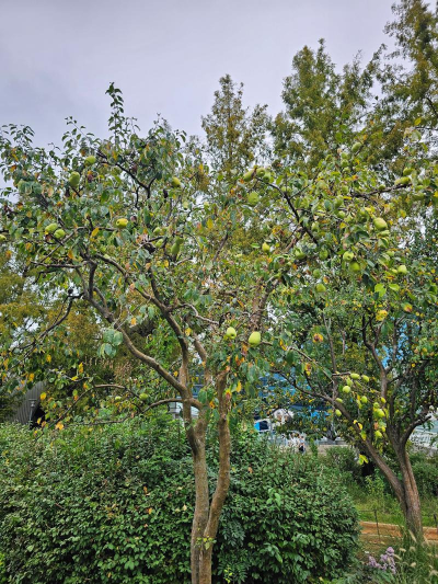 [정원수목]한옥 정원에 어울리는 한국 전통 수목 10가지