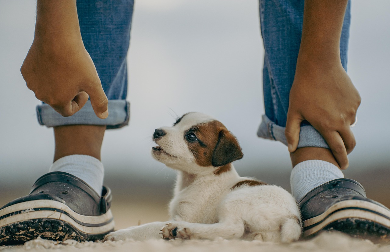 Dog Oral Health Care