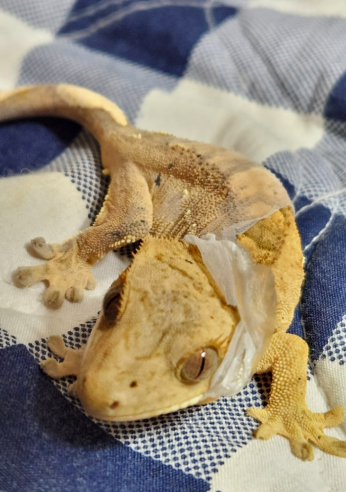 크레스티드-게코-탈피