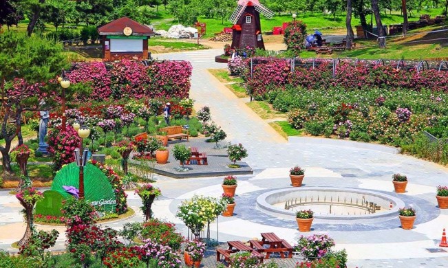 서울대공원 장미정원