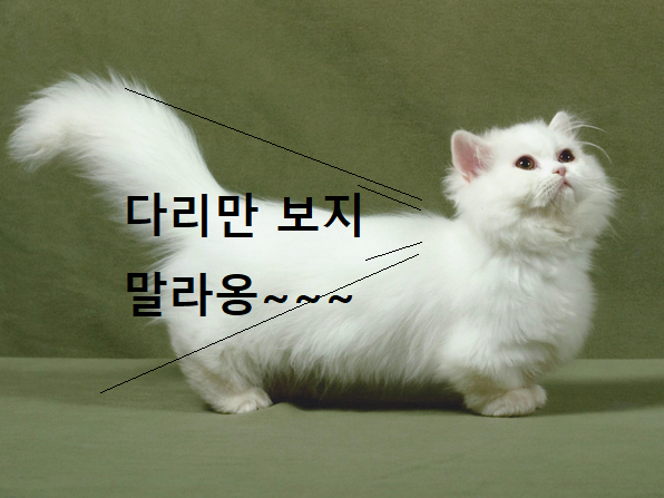 미뉴에트 고양이 이미지 - 1