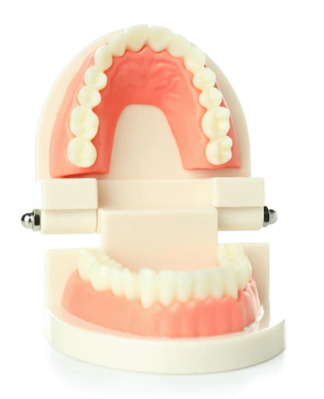 입을 벌리고 있는 구강모형