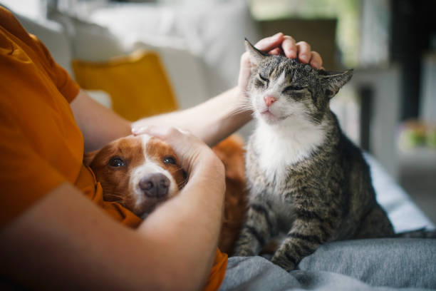 강아지와 고양이&amp;#44; 함께 키울 수 있을까?