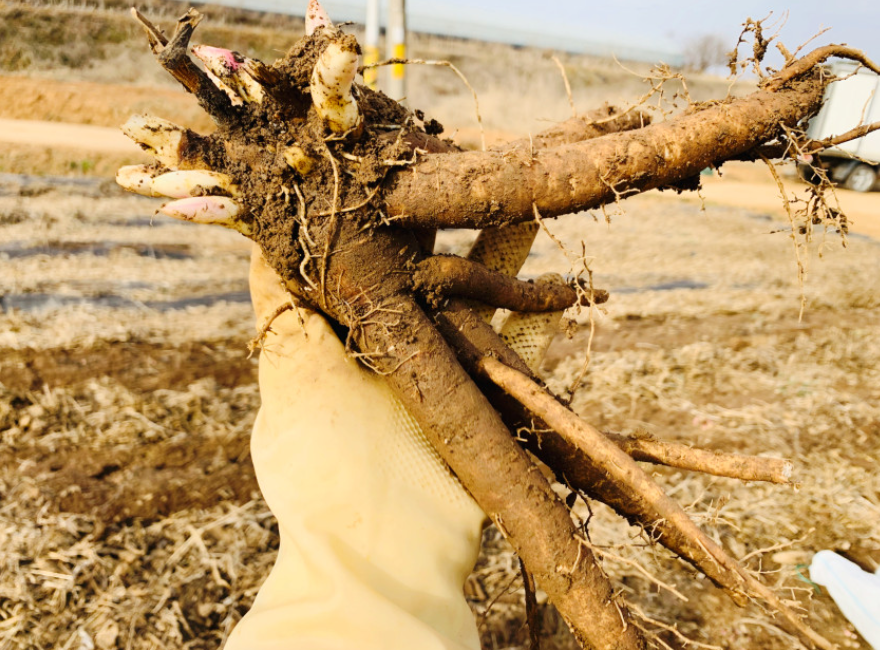6시 내고향 작약쌍화차 구매 정보 조선장금이 한우곰탕
