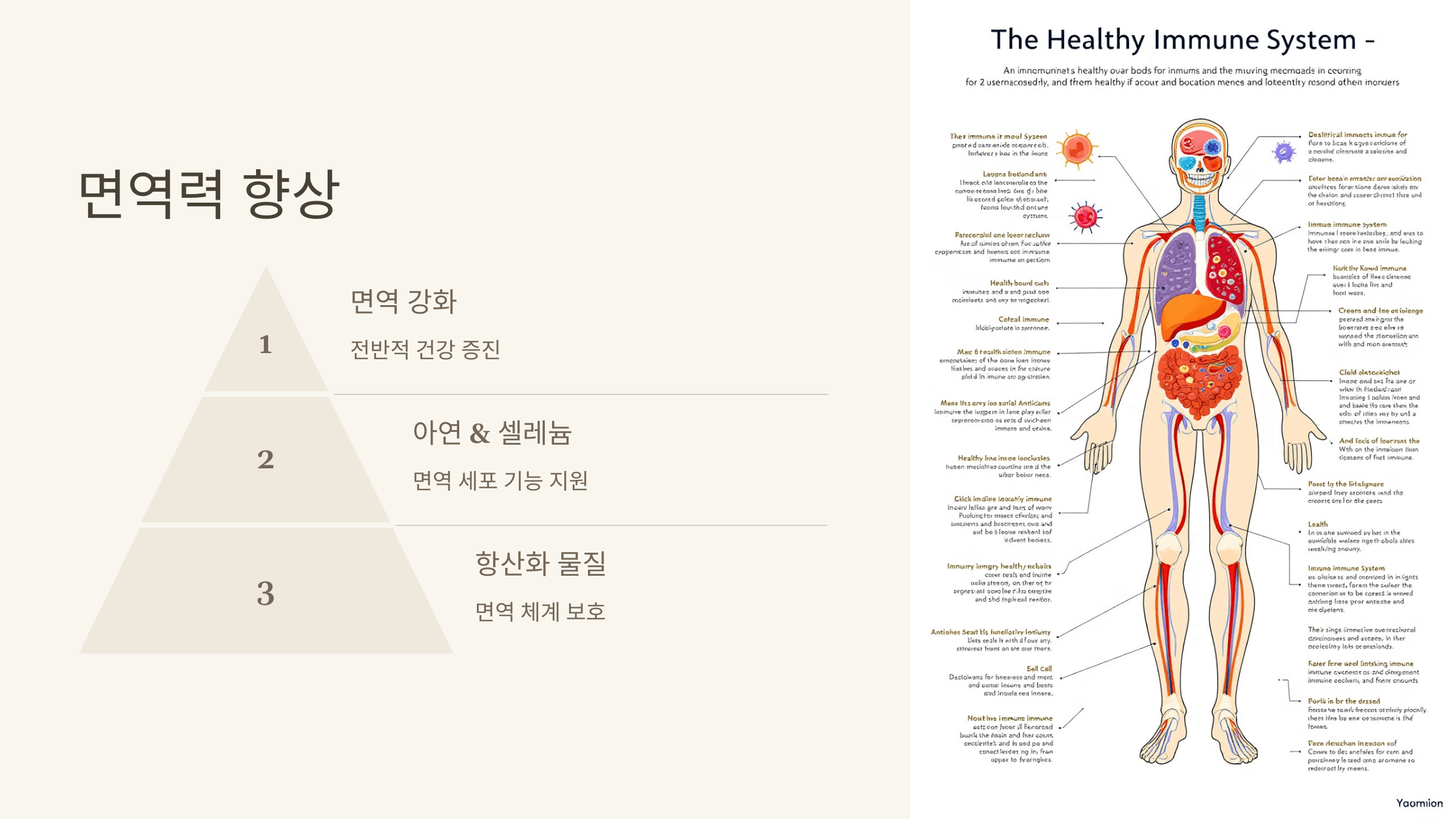 파로 곡물 사진입니다.