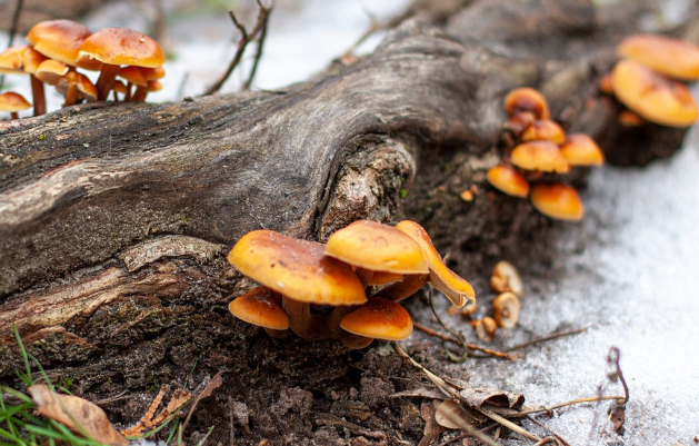 새송이버섯 효능 : 기타 효과