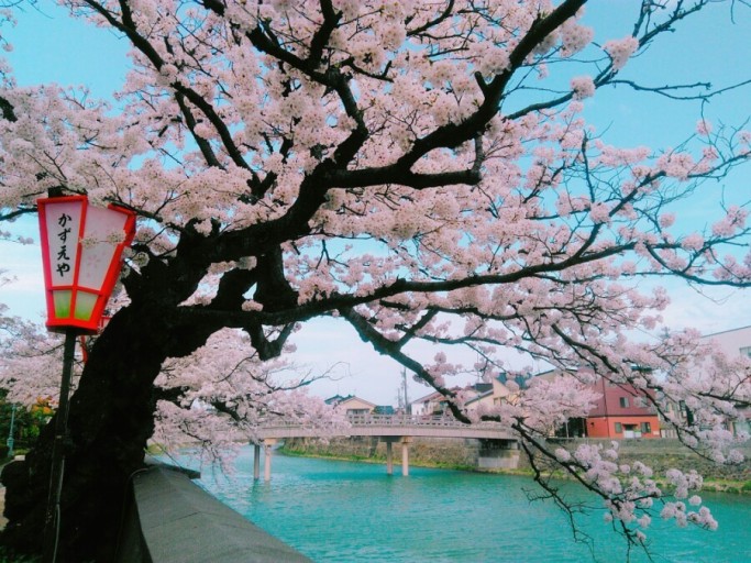 2024 일본벚꽃 개화시기 만개 예상일 : 오사카&amp;#44; 후쿠오카&amp;#44; 나고야 여행코스