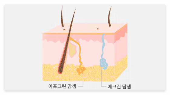 땀이-많이-나는-이유