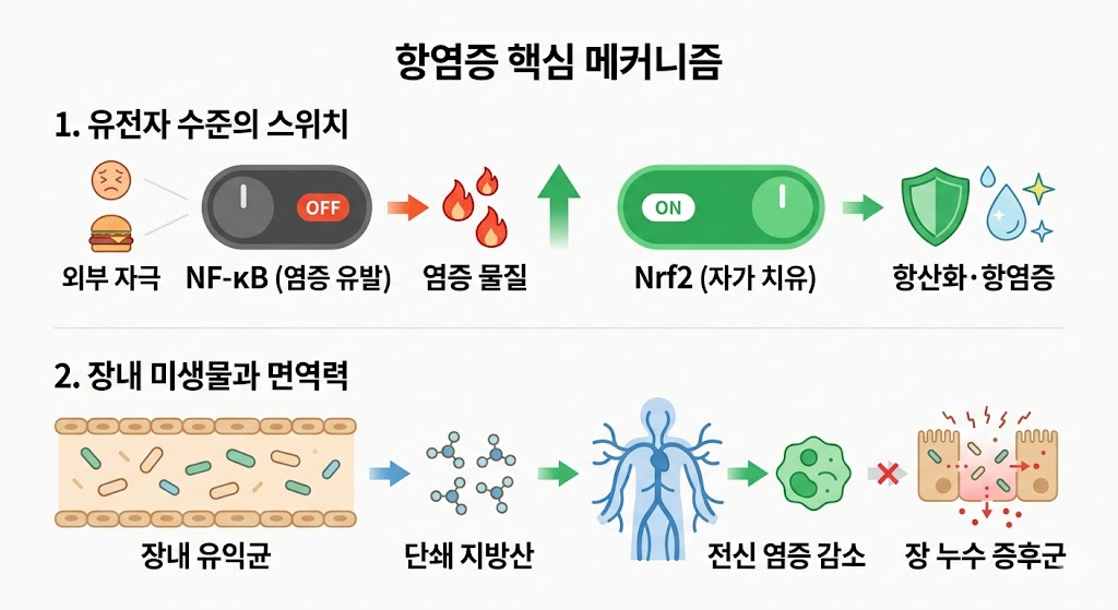 세포 내 항염증 스위치와 장내 미생물의 역할을 설명한 이미지입니다. 상단은 염증 유발 스위치 NF-kB가 꺼지고 자가 치유 스위치 Nrf2가 켜져 항산화 작용이 일어나는 과정을 보여줍니다. 하단은 장내 유익균이 단쇄 지방산을 생성해 전신 염증을 줄이고 장 누수를 막는 원리를 묘사합니다.
