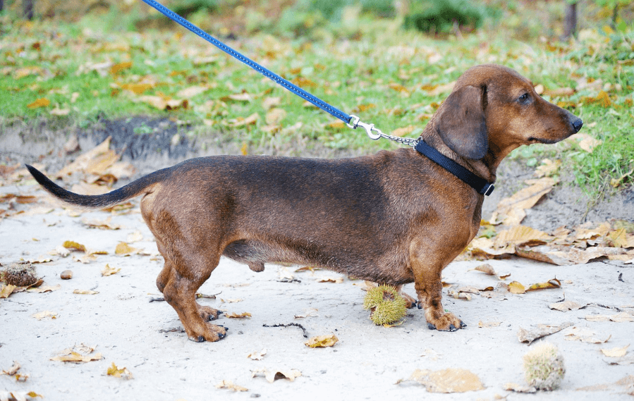 애완용 강아지 종류 및 특징 정리 - 소형 강아지 종류