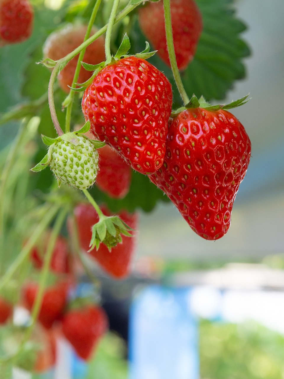 🍓 2025년 논산딸기축제 일정 + 가수 라인업 + 주차 정보 총정리