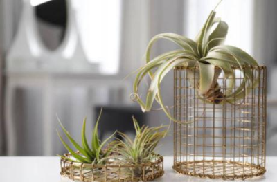 틸란드시아 키우기