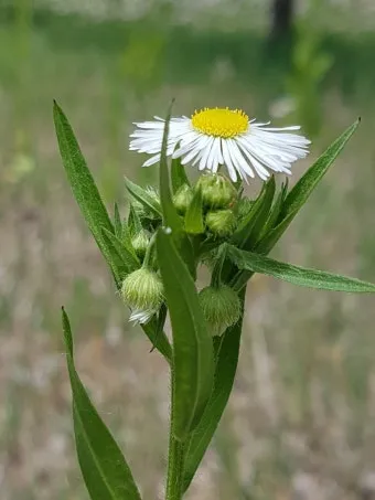 5월의 야생화 백화등 소리쟁이 낮달맞이꽃 알프스민들레_15