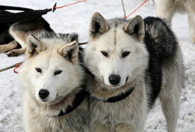 눈 길 위에 시베리안 허스키 2마리가 나란히 서 있는 모습의 사진
