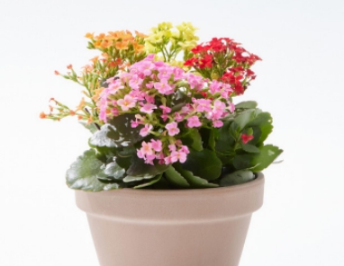 겨울 꽃 칼랑코에