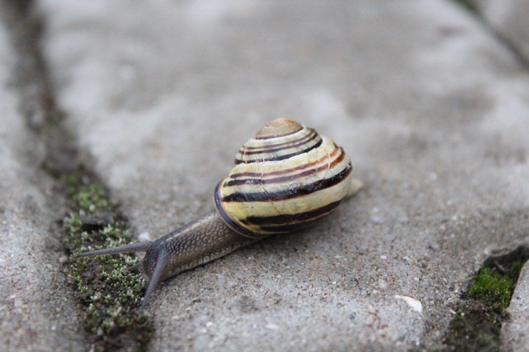 Snail cream