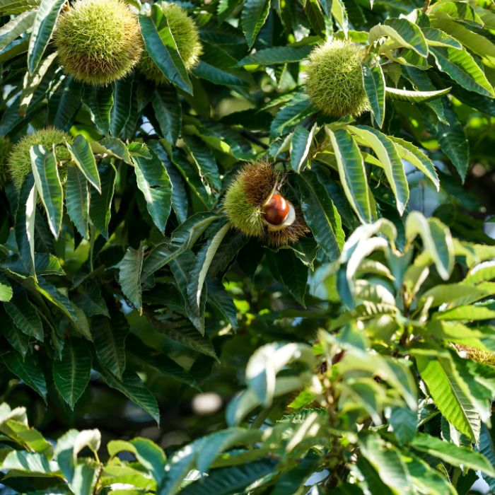 열리기 시작한 밤송이
