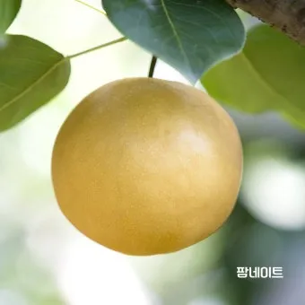 배 재배 유인 전정 수분 수정 봉지 재배_33