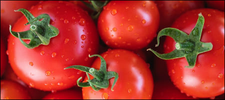 빨갛게 잘 익은 완숙토마토