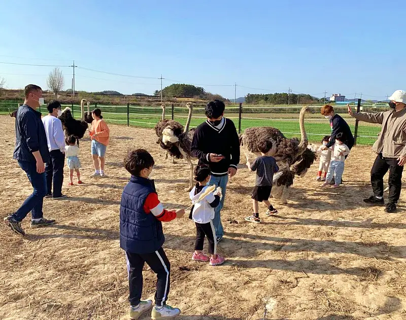 경남 함안 타조 농장 먹이주기, 퀴즈풀기, 알밟기, 교감하기 체험 가볼만한 곳 추천