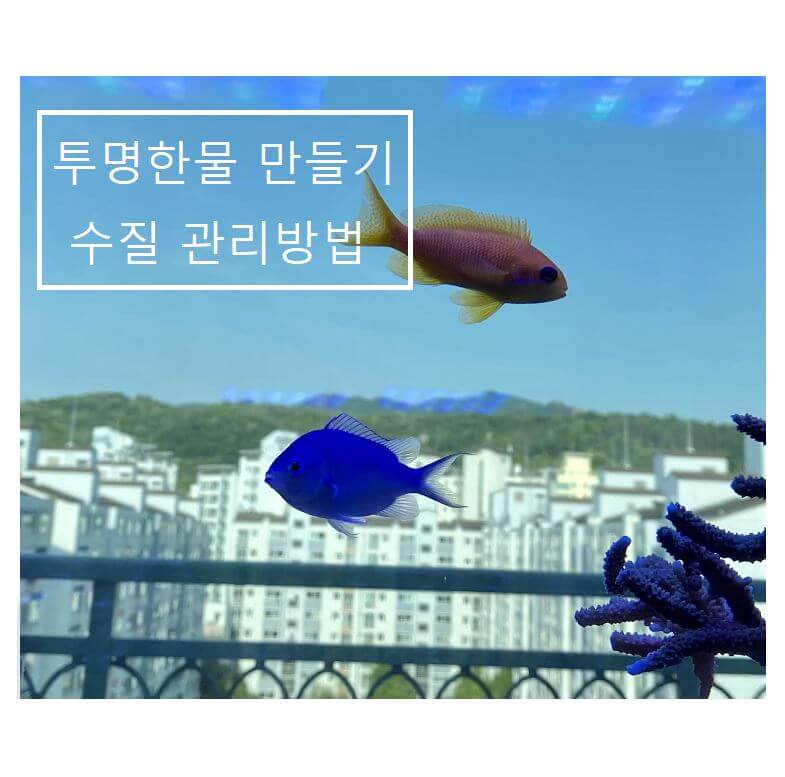 투명한물 만드는 방법