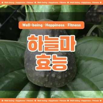 마 효능 보관법 먹는법 마즙 만들기까지 종합 가이드_20