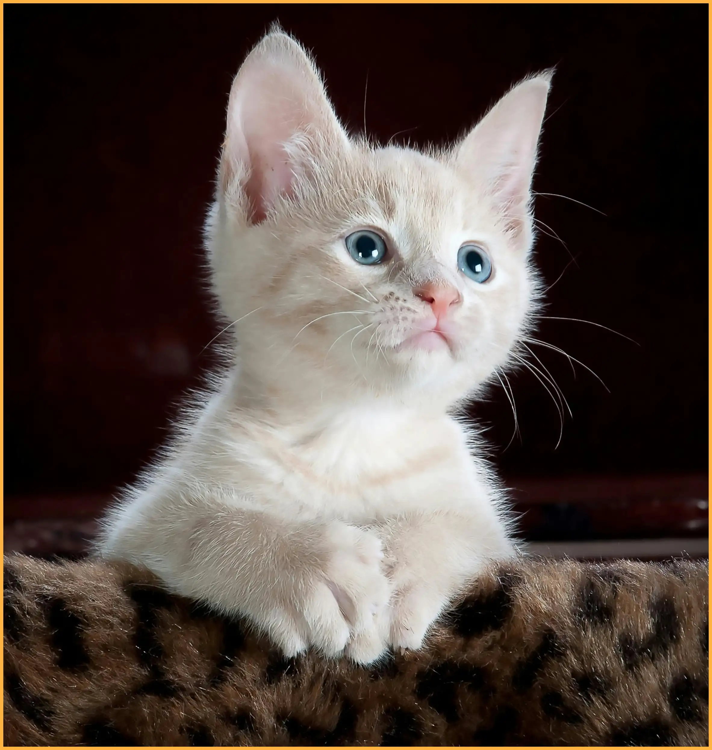 고양이 꿈해몽 총정리 (길몽과 흉몽의 차이는?)