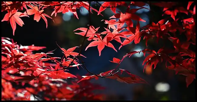 내장산 케이블카 예약방법&amp;#44; 요금&amp;#44; 주차장 정보 (+ 산행코스 )