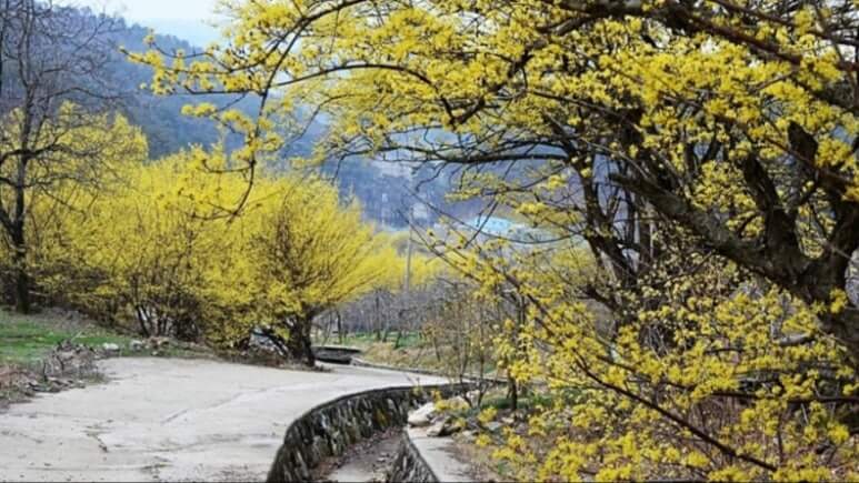 이천백사 산수유꽃축제