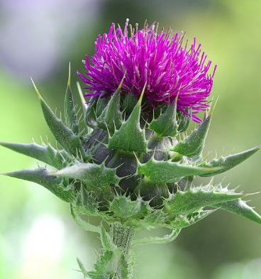 글루타치온 많이든 음식 46