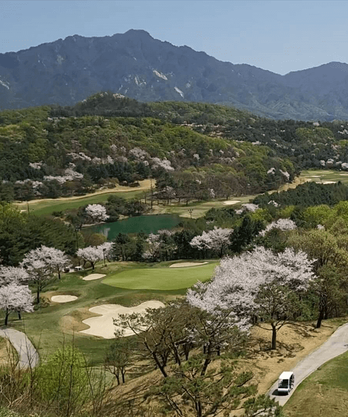 포천베어크리크 크리크코스의 벚꽃
