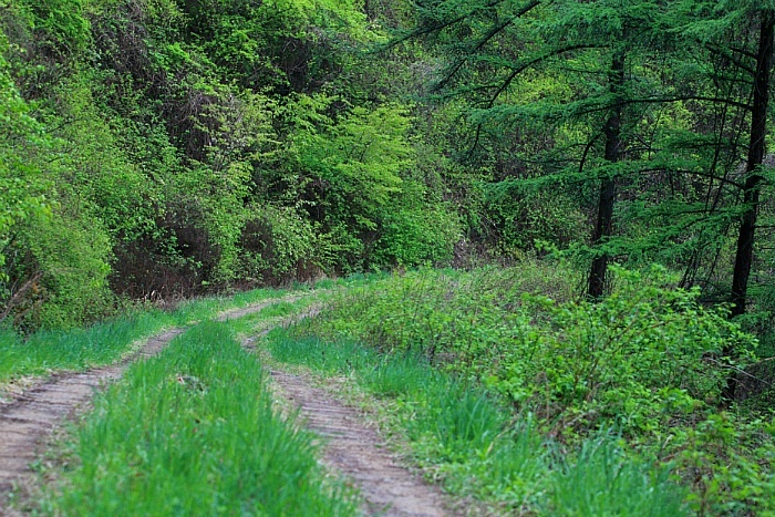 산들바람이 불어오는 숲속
