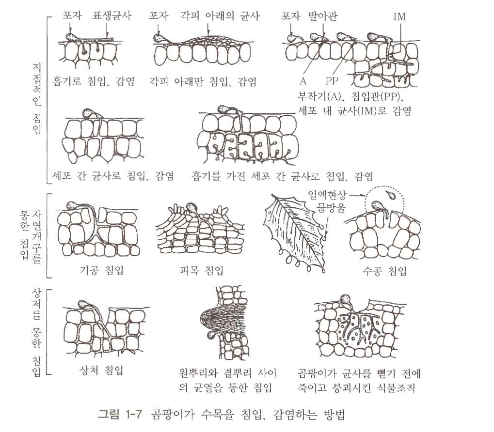 곰팡이 병원균의 침입