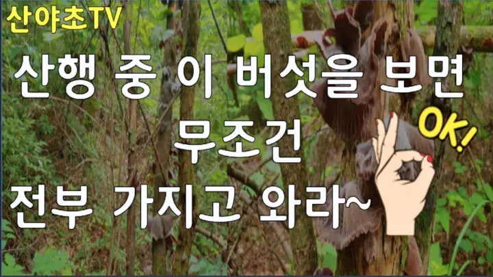 굿모닝대한민국라이브 약초 산삼 천종삼 약초산행 시골이야기 연락처 방송 정보위치