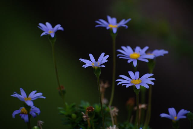 마가렛 꽃&amp;#44; 마가렛 꽃말