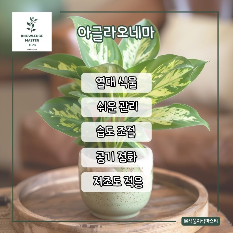 아글라오네마 키우기 소개