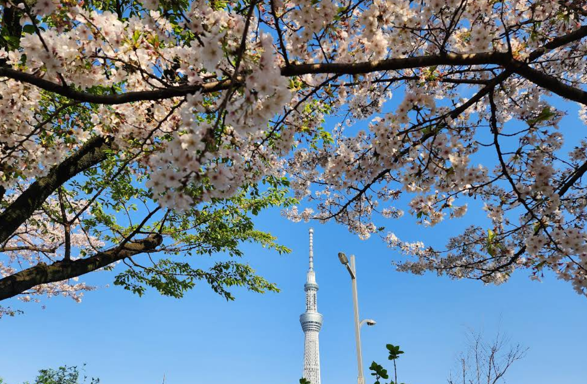 스카이트리가 보이는 스미다강 벗꽃길