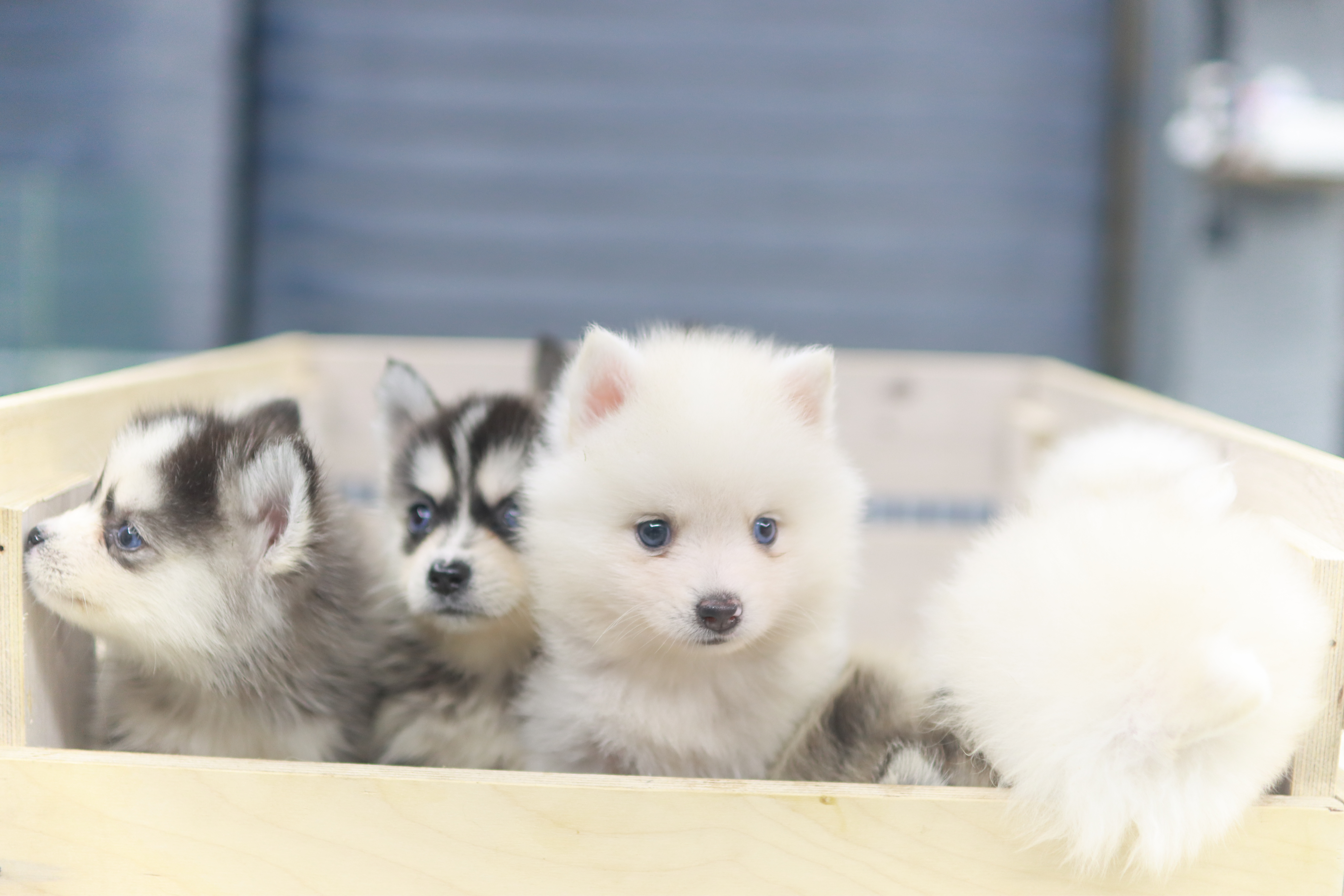 폼스키분양전문