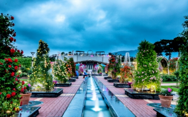 2024 곡성세계장미축제2