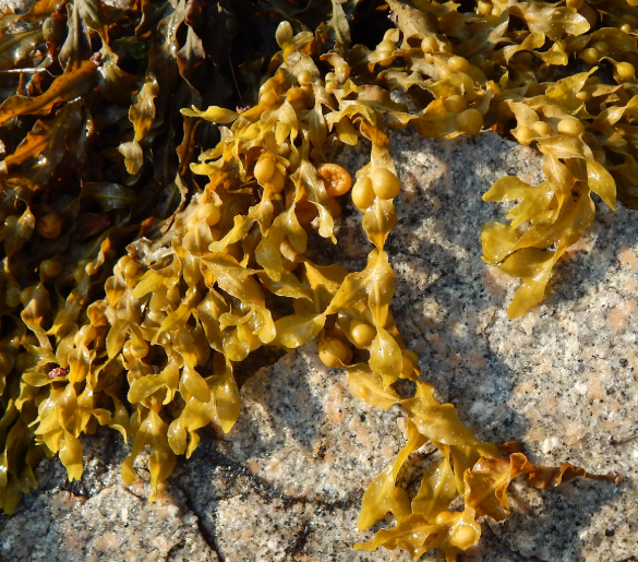 다시마 효능 부작용 칼로리
