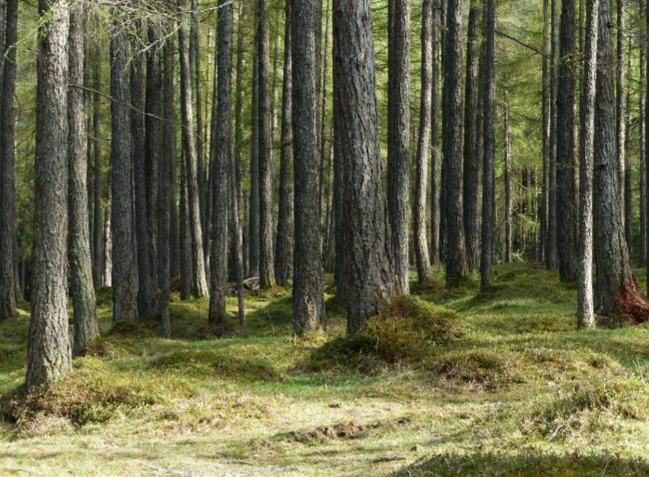 피크노제놀 먹는법