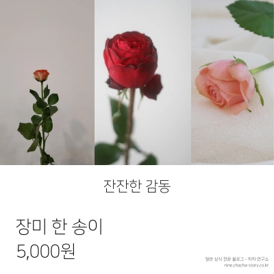 졸업-시즌-꽃다발-가격-장미-한-송이-5000원