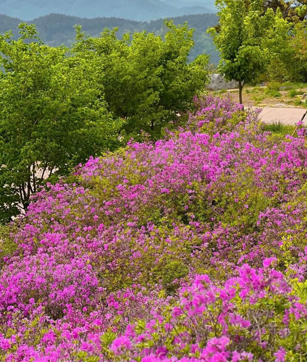 황매산 철쭉제 관련사진