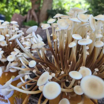 팽이버섯 재배 저온 관리 병해 예방 깔끔한 세척_11