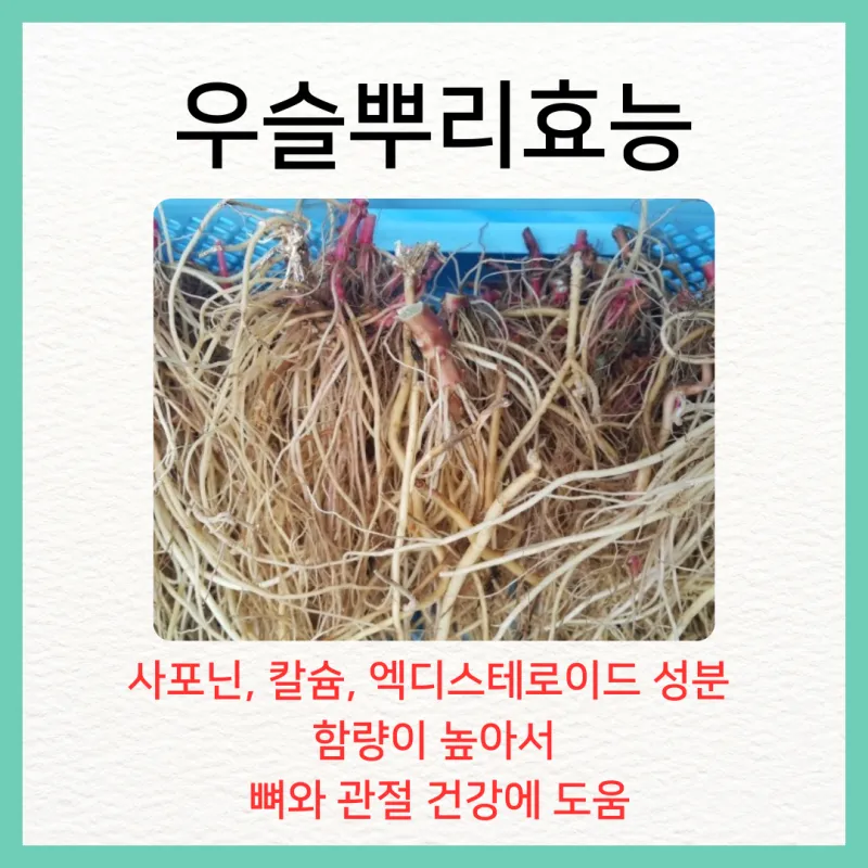 우슬뿌리 효능 부작용 먹는법 건강 활용 팁_2