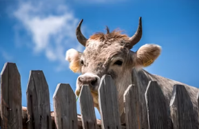 12간지 동물순서 시간 12간지 나이 뜻