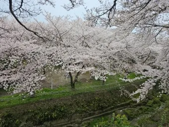 제주 벚꽃 명소 추천 아무도 모르는 명소_9