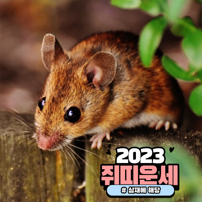 2023년 쥐띠 운세